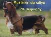  Mustang du Rallye de Sequigny