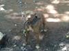 ASHWOOD KENNELS Red Lady