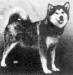 CH Cheyenne of Husky-Pak