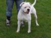 Swinetown Bulldogs Kieko
