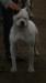 Swinetown Bulldogs Missy