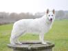 GCH CZ,JCH ,VCH,Club CH,MISS 2009-2010 Ginna la Blankpapilio