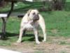 Dogface's Tabatha