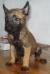 MANALO K9's Stitch