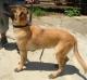 MANALO K9's Mark