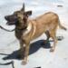 MANALO K9's MYRA