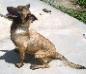MANALO K9's MITCH