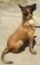 MANALO K9's MERCY