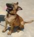 MANALO K9's MUZZLE