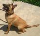 MANALO K9's MEGAN