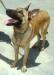 MANALO K9's MANDY