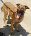 MANALO K9's MACKY