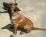 MANALO K9's Marco2