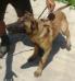 MANALO K9's Hilary