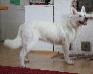 FI CH White Wolf Blanca