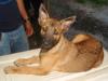 MANALO K9's Alexander