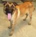 MANALO K9's Igor