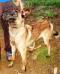 MANALO K9's Betty