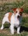 AU CH Malung/JR Skye Lark