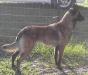 <span style="color: darkred">CGC</span> Wufpack's Lovely Xena <span style="color: darkblue">CGC,TDI</span>