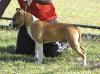 Amstaff World Duke do American Reis