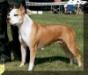 AKC CH/UKC GR CH Gaff's Powder of Oakhaven