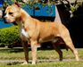 AKC CH/UKC CH Sierra's Hunky Brewster