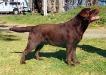 AKC/INT'L CH Belgairn Tom Jones