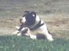  Candee's Kennels Ozlin 2