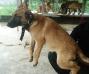 MANALO K9's Mikka