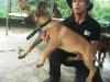 MANALO K9's Hanzel