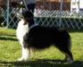 BISS AKC GCH/UKC/ASCA CH Copper Hills City Limits