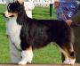 AKC GCH CH/ASCA CH Wind Spirit Great Messenger