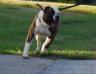 Rhino Bulldogs Rocky the Bull