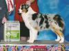 AKC/ASCA CH Terra-Blue Cover Girl