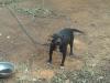 ASHWOOD KENNELS CHYNA