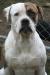 HRB's Elvis of WYB