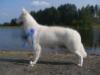 Baltic Beauty Amor Bella Disadonna ( MDR 1 - - )