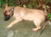 MANALO K9's Pink
