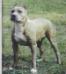 CACIB,R.CACIB,4XCAC Diamond Hard Cheri