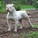 Best of Bulldogs Debby of Coelho's Kennel