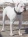 Patti's Thunderbolt Ottis of CCK