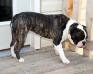 Jezebelle of Timpanogos Bulldogges