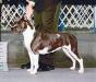 AKC CH/INT CH Sha-D Blue's Top Designer