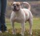 Swiss-Bull's Diabolo