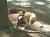 ASHWOOD KENNELS MISS BOLO