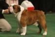 BIS/BISS CH (AKC) Cherokee Legend Rock