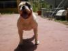 Thor the Beast of San Lazaro Kennel