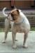 (Bessant's) Brahma the Bull 2