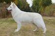 DT CHAMPION VDH, Deutscher und Lux Veteranen Champion Bark of white Champions